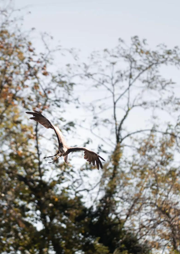 esperienza falconeria