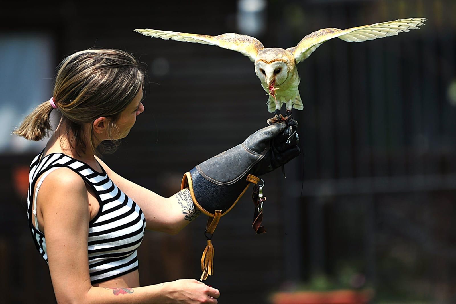 Falconiere per un giorno
