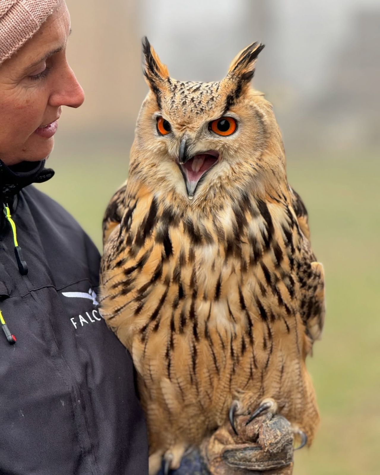 falconiere per un giorno