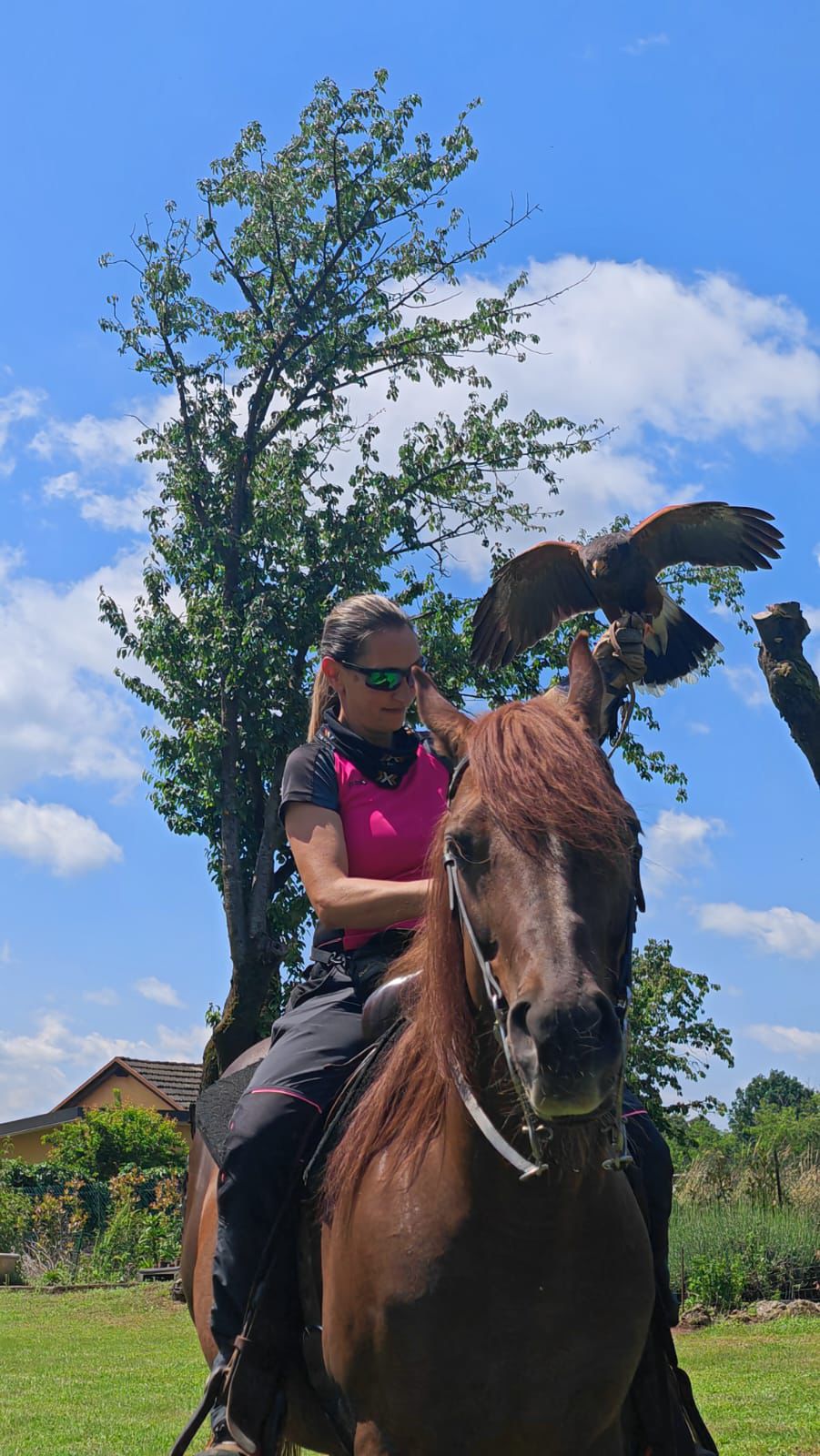 falco a cavallo