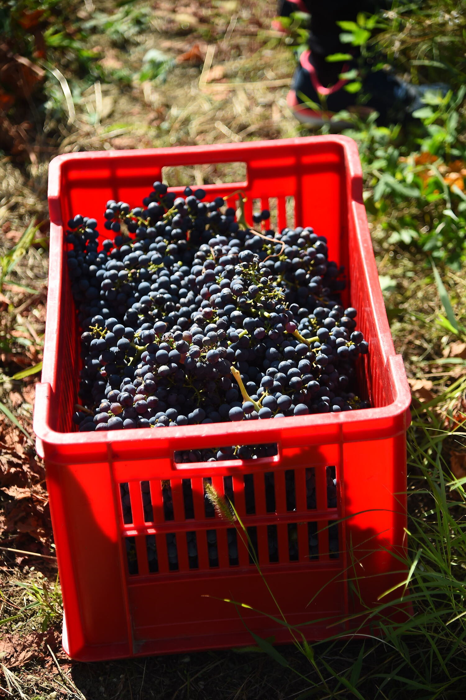 vendemmia esperienza