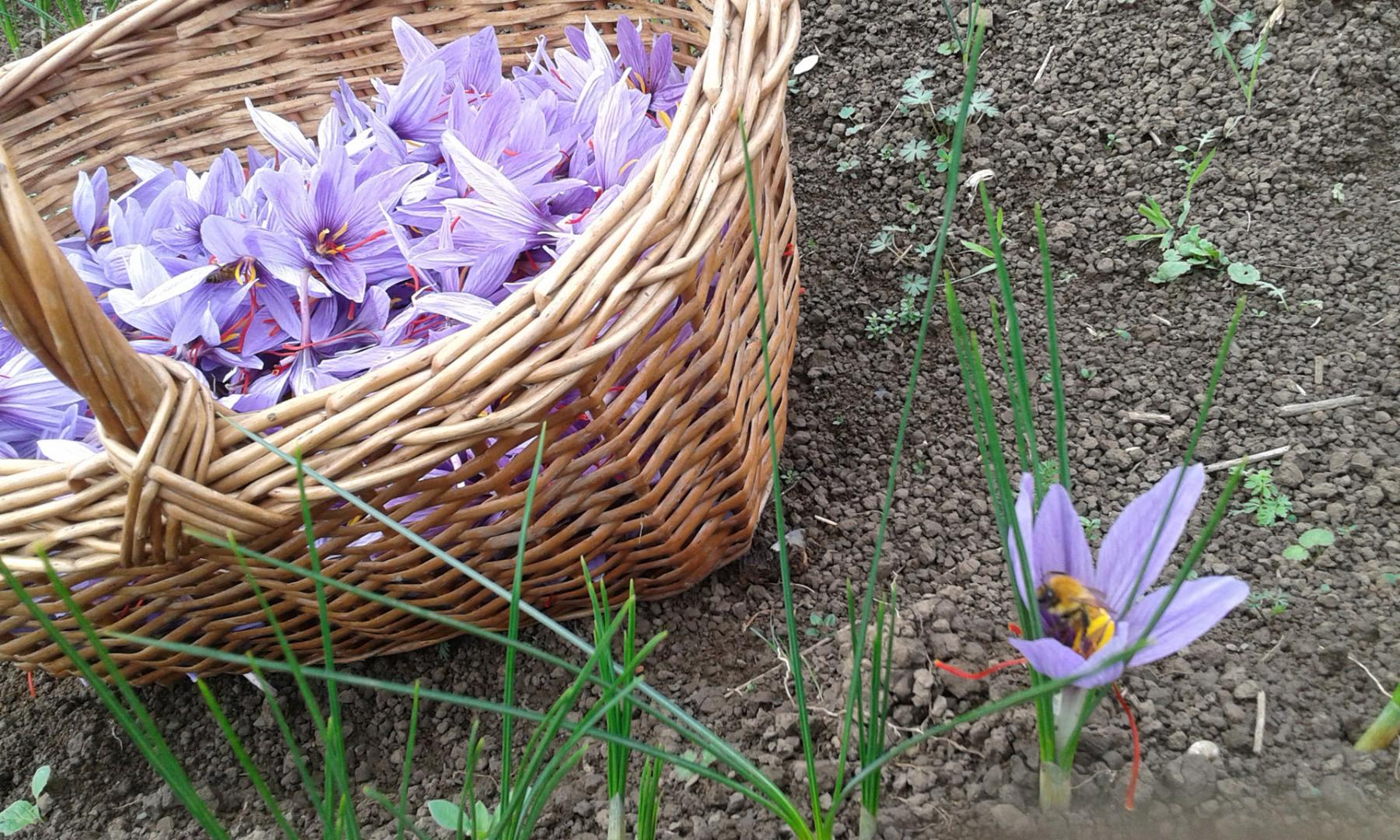 The Saffron of Oltrepò: self-harvesting and tasting