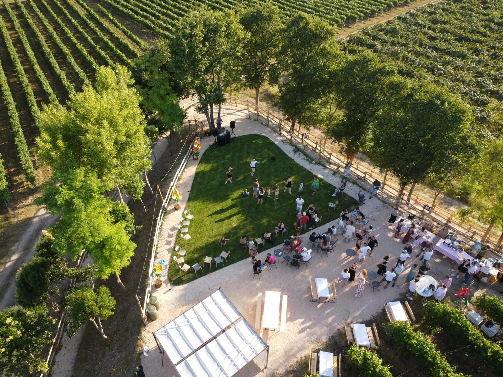 Authentic Grape Harvest with Traditional Stomping and Picnic at Sunset