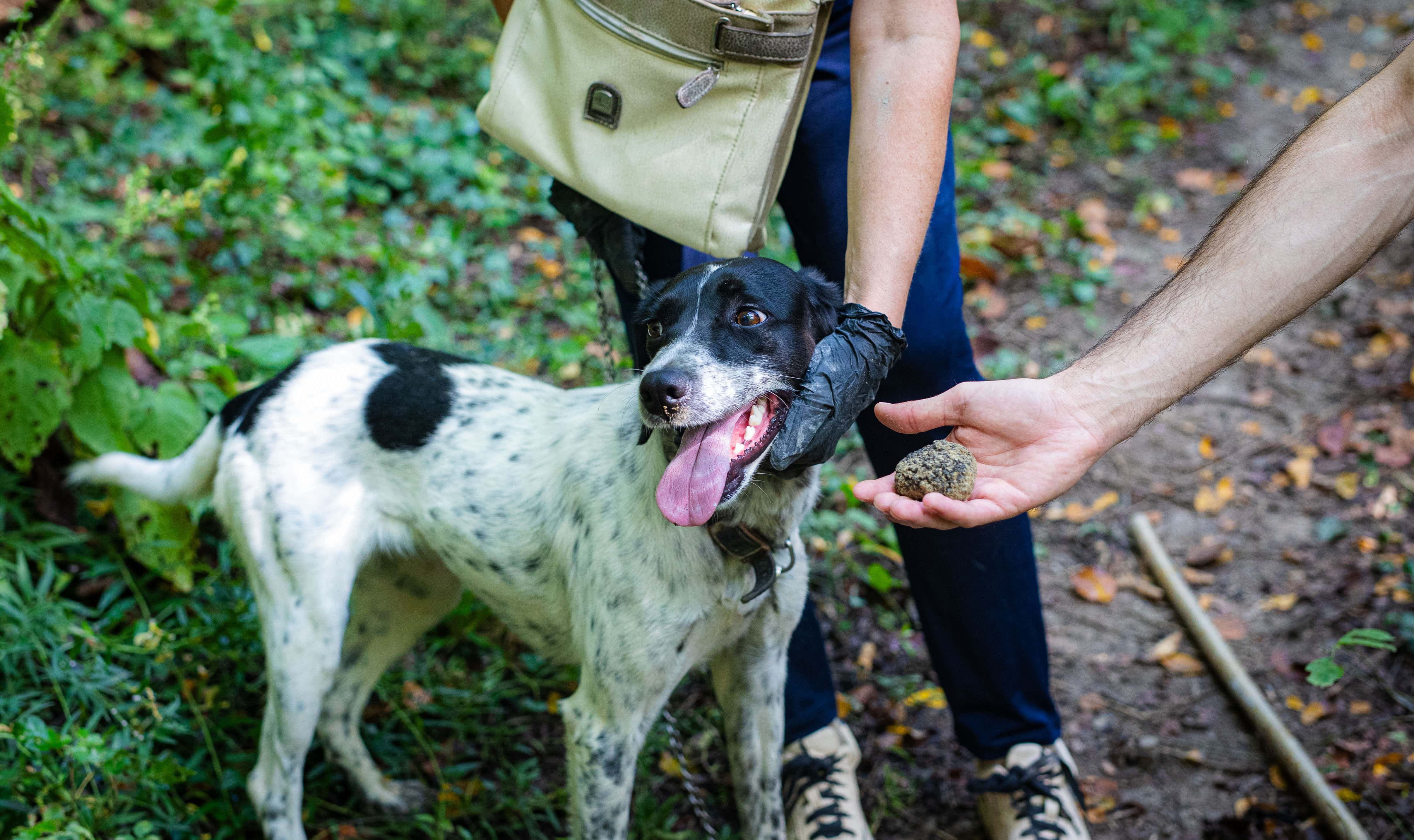 Truffle hunting in the Langhe - Search for truffles with a real trifulau in Monforte d'Alba