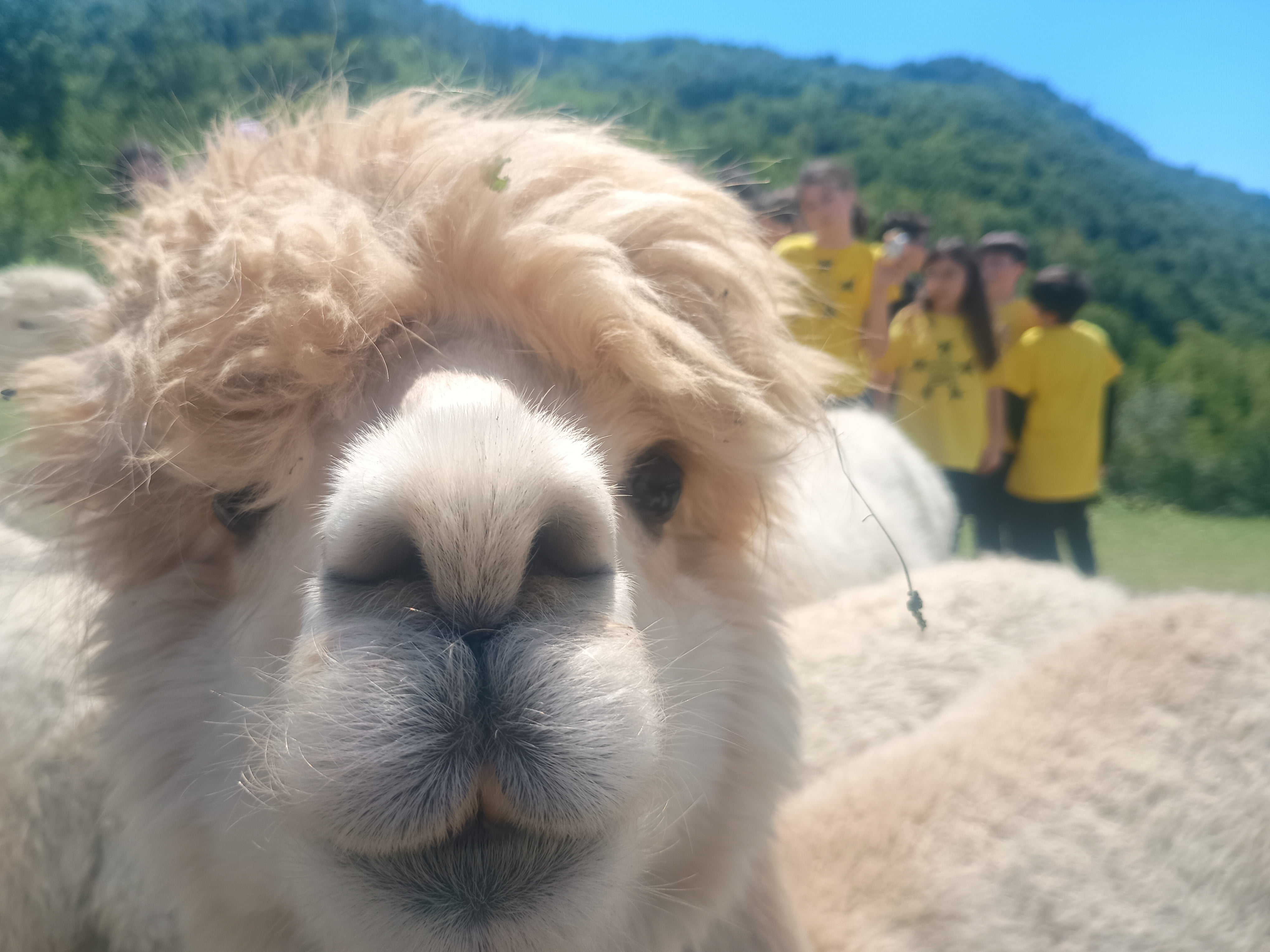 Laboratorio tessile della lana di Alpaca con agrimerenda