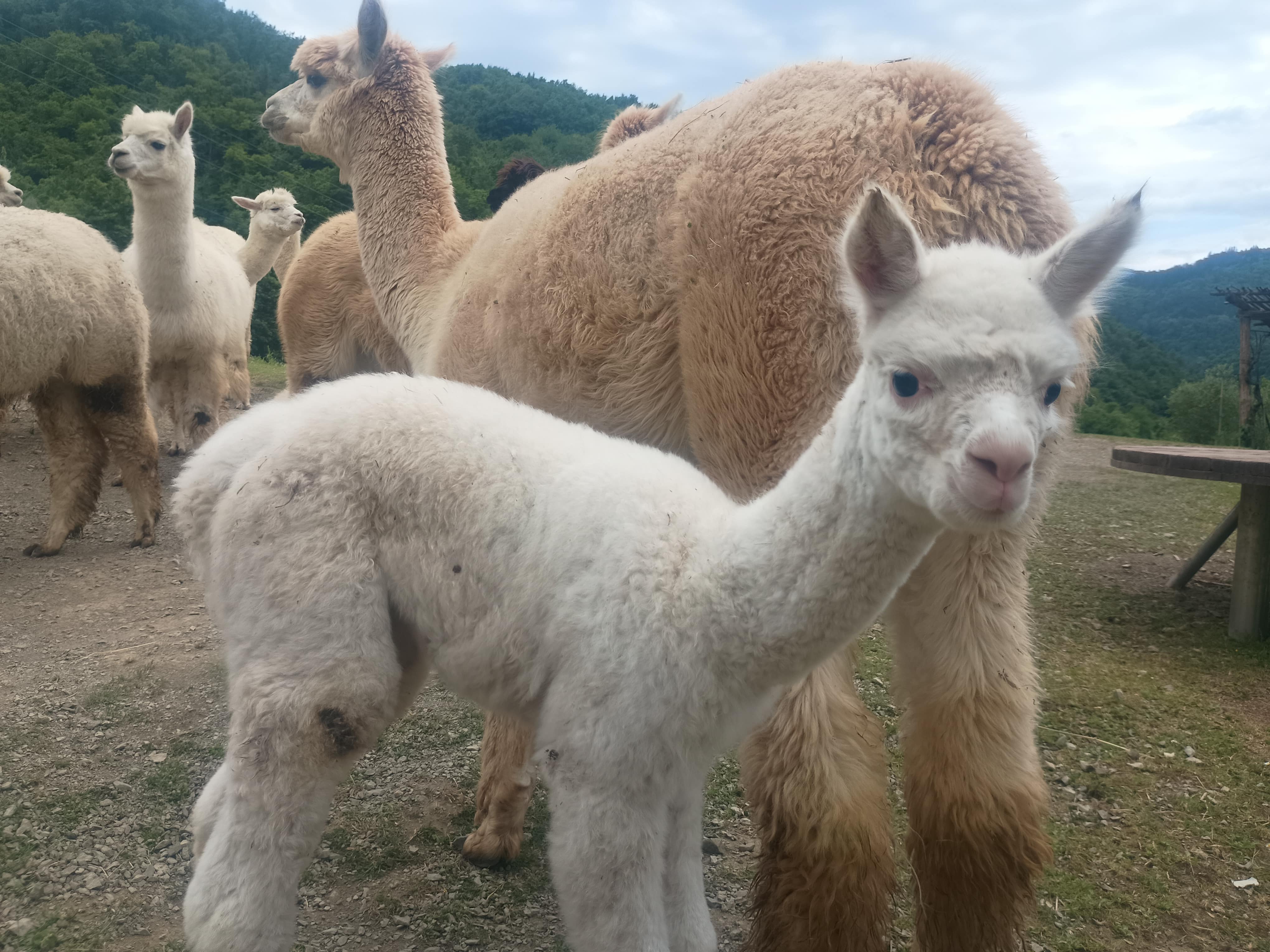 esperienza alpaca
