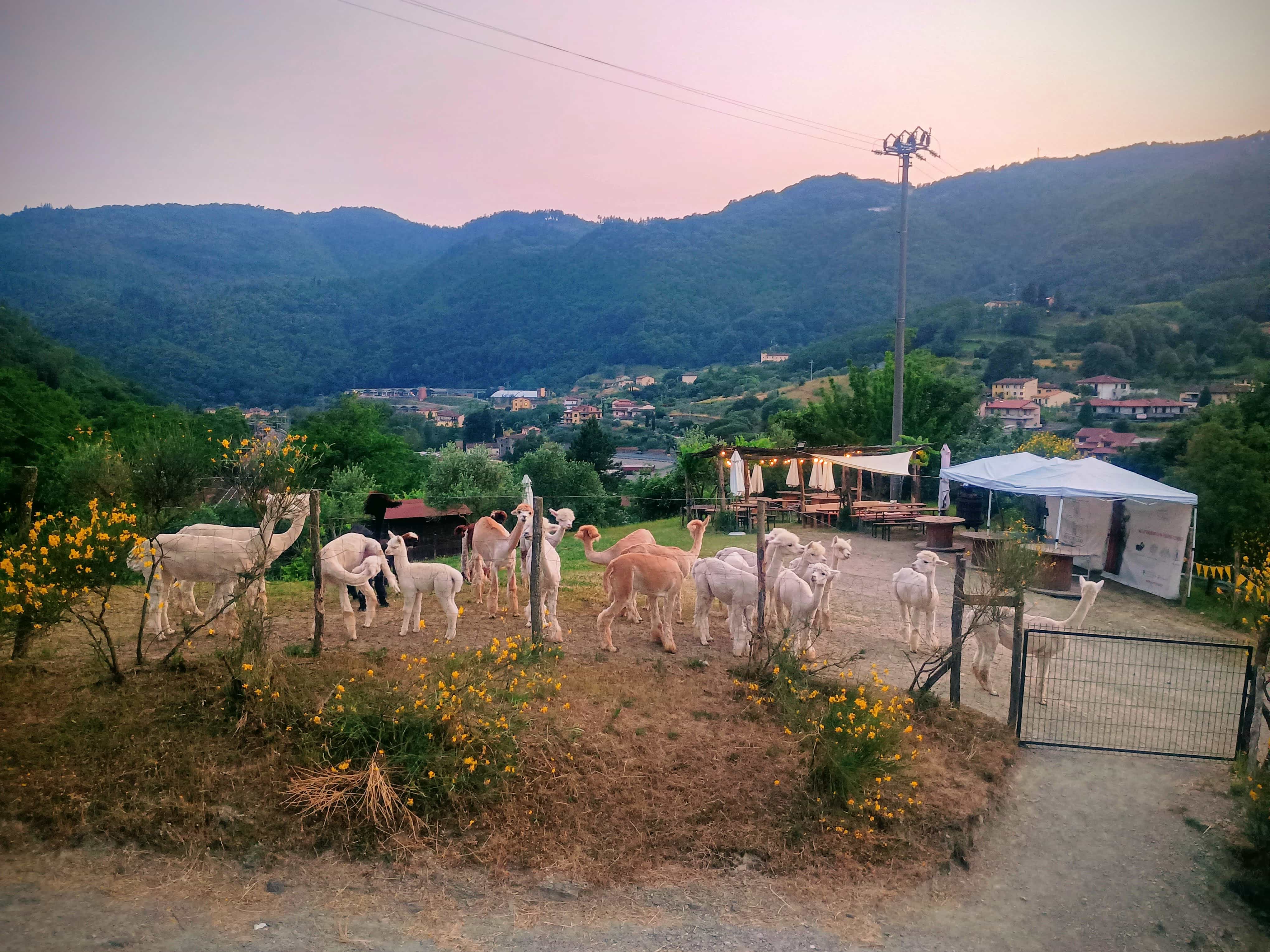alpaca del feudo