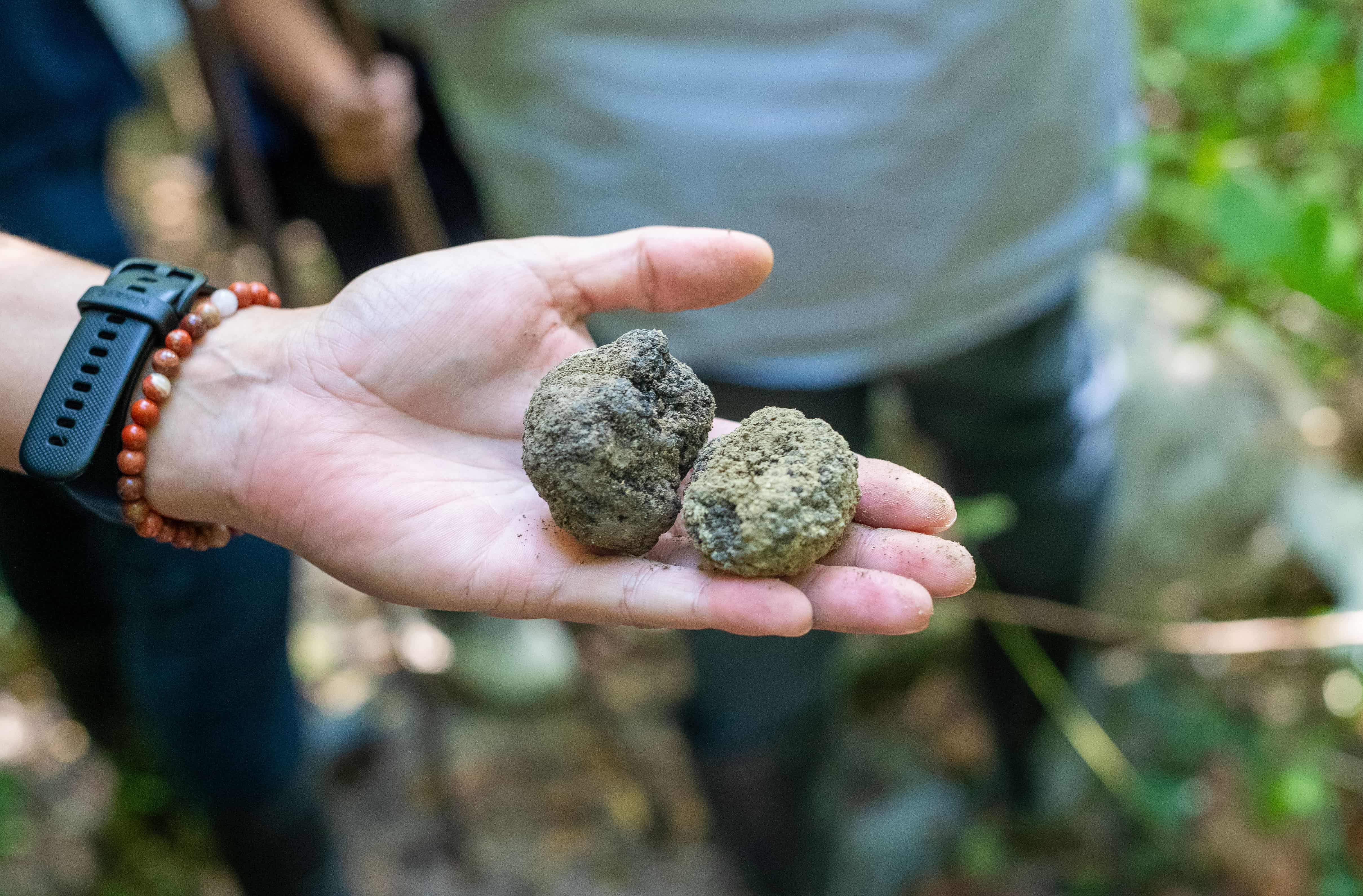 esperienza tartufo