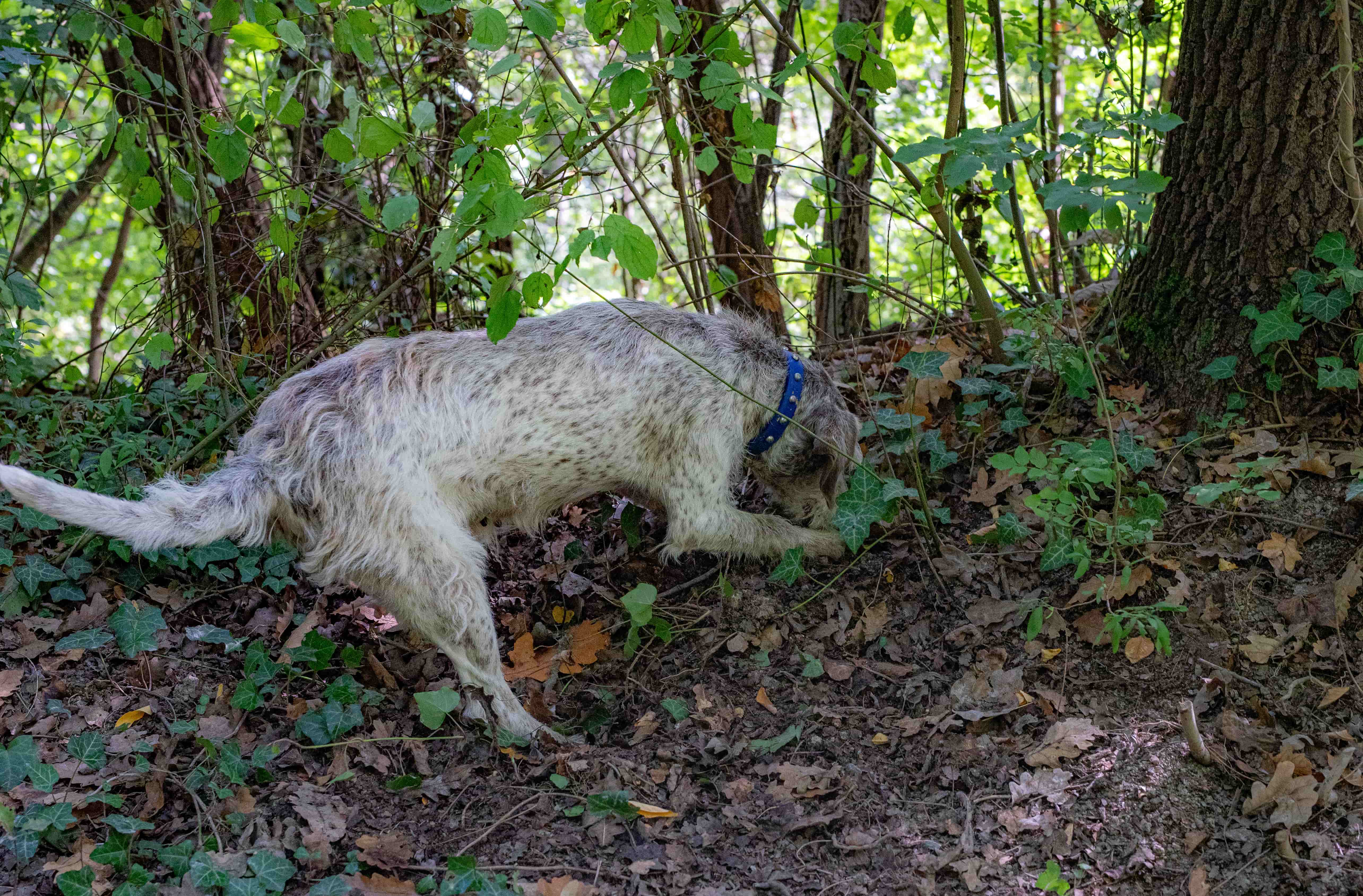 ricerca tartufo ad alba