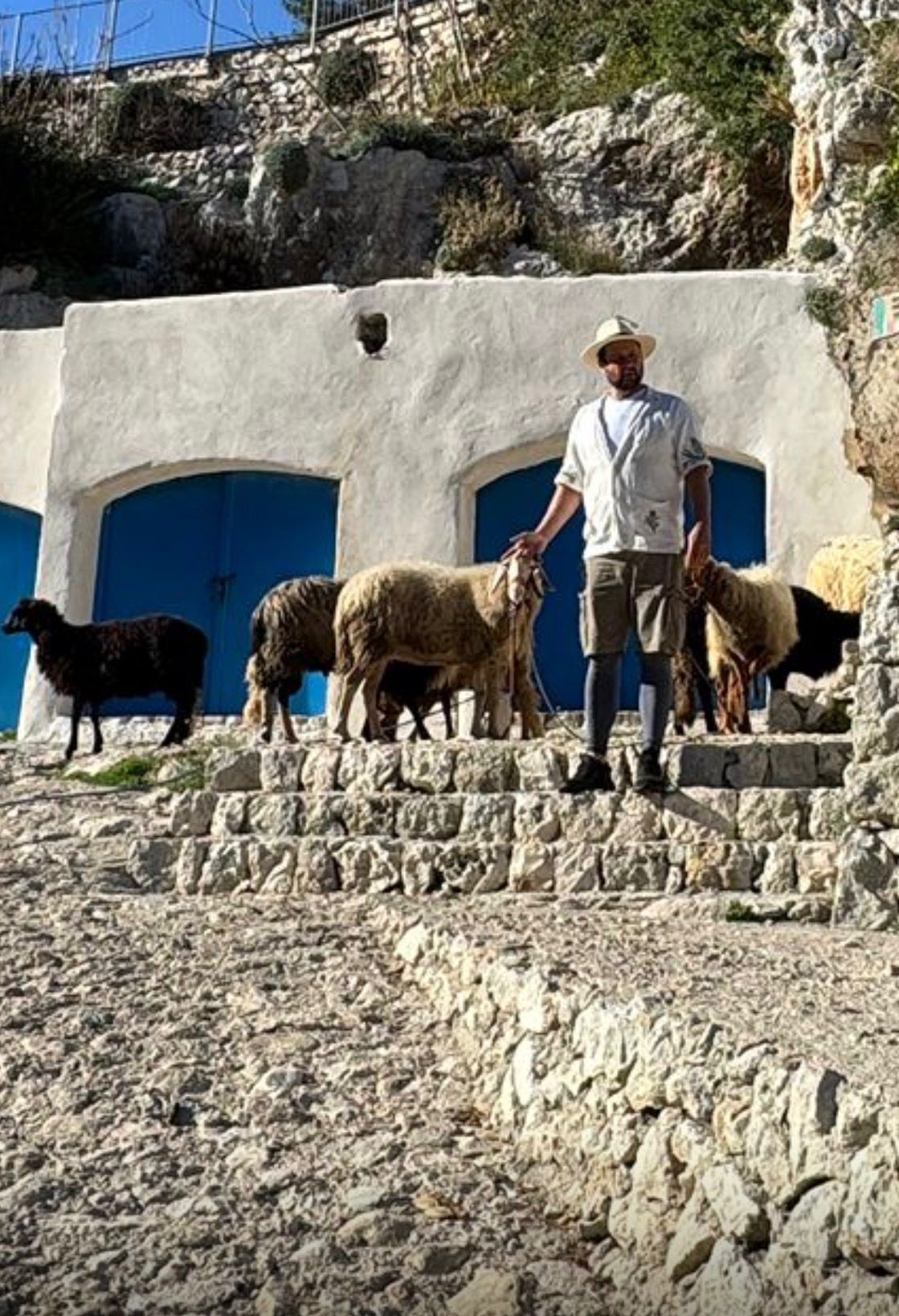 passeggiata con pecore