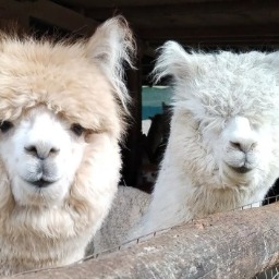 anticofeudo alpacas di greta cherubini